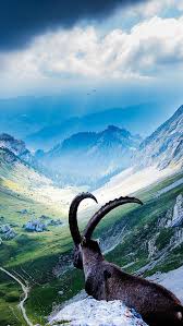 Goat At Mount Pilatus Iphone Se Wallpaper Pilatus 220144 Hd Wallpaper Backgrounds Download Please wait while your url is generating. goat at mount pilatus iphone se