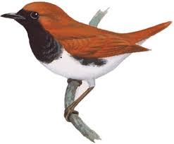 アカヒゲ 日本の鳥百科 サントリーの愛鳥活動 鳥 日本 アカ