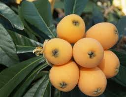 びわの葉茶のすごい効能 ガンや花粉症や便秘に効果あり 副作用は Lettre Du Nature