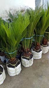 Maybe you would like to learn more about one of these? Jual Bunga Sikas Atau Mawar Jambe Di Lapak Bibit Tanaman Murah Bukalapak