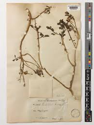 Image result for Pedalium