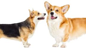 Black And White Cardigan Welsh Corgi Puppy Cardigan Welsh Corgi Vs Pembroke Corgi Breeds Cardigan Welsh Corgi Welsh Corgi