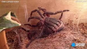 If you want to see pictures of baby tarantulas, simply perform a search on an images site, such as google images. Baby Tarantulas Confiscated By Us Fish And Wildlife At Home At Brevard Zoo