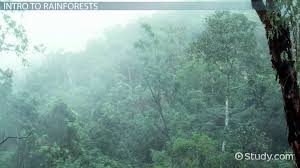 Most rainforests receive over 2 below the canopy is the understory (or understorey). What Are Tropical Rainforests Definition Plants Animals Video Lesson Transcript Study Com