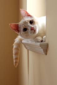 Zeyno Adli Kullanicinin Cuteanimals Panosundaki Pin Kediler Ve Yavrulari Cok Sirin Hayvanlar Cute Kittens