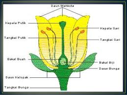We did not find results for: 34 Gambar Bunga Sempurna Gambar Kitan