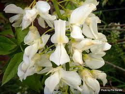 The wisteria code mentioned above is the only code that is currently in working condition. Phil Bendle Collection Wisteria Chinese And Japanese Citscihub