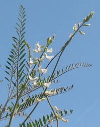 Image result for Astragalus atropilosulus