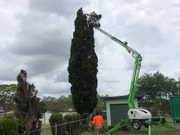 Phone number * email * comment * submit. Tree Services Brisbane Tree Lopping Brisbane Palm Tree Removal Brisbane