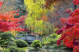 Japanischer Ahorn Das Sollten Sie Als Gartner Uber Den Exoten Wissen Japanischer Garten Garten Gartenpflanzen
