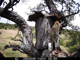 Leopard raids groυnd-hornbill nest - Africa Geographic