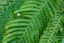 Image result for Davalliaceae