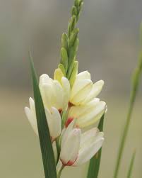 With so many similarities in climate it no wonder that many south african flowers, plants and bulbs from south africa are well suited to growing in australian conditions. 6 Indigenous Bulbs To Plant Seasons Spring The Gardener The Gardener