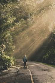 Lux Et Amor Photo Waldfotografie Fotografie Reisefotografie