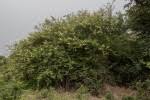 Image result for Acacia fleckii