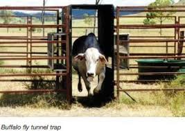 Buffalo Fly Trap 1992 A Low Tech Way To Rid Cattle Of Insects Buffalo Flies In Tropical Australia Attack Cows Causing Sores An Cattle Fly Control Fly Traps