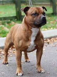 We have 1 male blue staffy pup left for sale deposits only ready to leave the 10th of february hes a stunning chunky pup 1st vaccination will be included ring or email for more details no time wasters. Pin On Cute Baby Animals