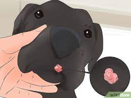 Warzen Bei Hunden Entfernen Wikihow