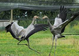 Having built a reputation as leading training providers, we now extend our training domains to emerging industry trends like automotive, iot & data science. Angry Birds Karate Cranes In Kung Fu Kick Boxing Match Daily Mail Online