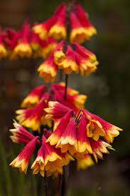 Christmas Bells Blandfordia Nobilis Australian Plants Australian Flowers Australian Native Flowers