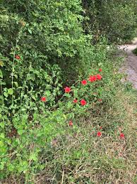 Image result for Dyschoriste tanganyikensis