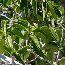 Image result for Strophanthus eminii