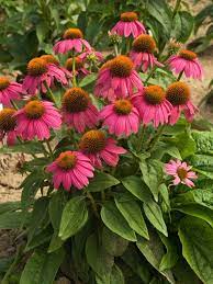 Echinacea Pow Wow Wildberry Bluestone Perennials Echinacea Echinacea Purpurea Plants