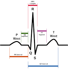 Schematic Diagram Of Normal Sinus Rhythm For A Human Heart