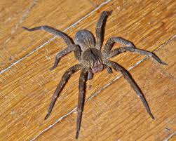 The hotel also offers comfortable accommodation for all our guests. Aranha Armadeira Genero Phoneutria Aracnideos Infoescola