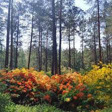 Alppiruusupuisto Alppiruusu Rhododendronpark Rhododendron Flowers Plants Rhododendron Park Planting Flowers Rhododendron