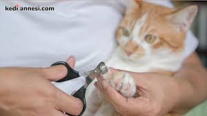 7 Adimda Kedi Tirnak Kesimi Ve Kritik Detaylar Kediannesi Com