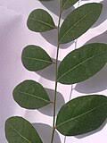 Image result for Phyllanthus polyspermus