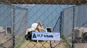 The founder kim brown financed the building of the animal sanctuary out of. The Haven Animal Care Shelter Lubbock Tx