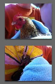 A Cure For Stick Tight Fleas | Backyard Chickens - Learn How To Raise  Chickens