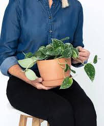 We did not find results for: Pothos 101 How To Care For Pothos Bloomscape