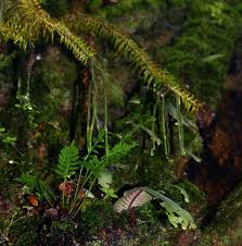 Image result for Huperzia phlegmaria