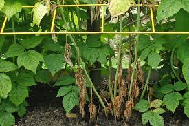 Bei den kulturhimbeeren sieht es vom standortwunsch nicht viel. Die Himbeeranlage Ersetzen Gartencenter Zulauf Pflanzen Kaufen