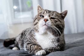 Whether it is affecting a human being or a cat, a neurological disorder can be frightening and perplexing. Brain Tumors Lap Of Love