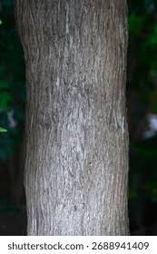 Image result for Podocarpaceae