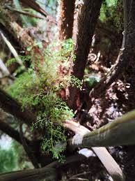 Image result for Cyathea capensis