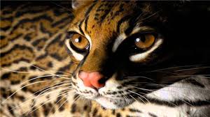 Zoo boise is helping their animals. Cool Animal Wallpapers Top Free Cool Animal Backgrounds Wallpaperaccess