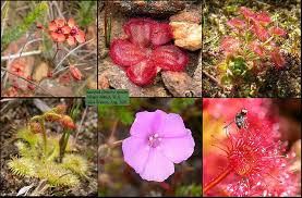 Image result for Droseraceae