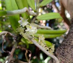 Image result for Rhipidoglossum