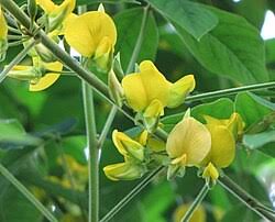 Image result for Crotalaria cylindrocarpa