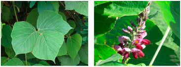 Image result for Pueraria