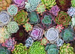 The beauty of an indoor succulent garden is that you will be able to choose which plants you can use. How To Turn Your Planter Into An Indoor Succulent Garden Planters Etc