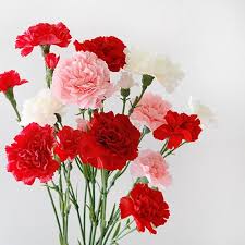 Check spelling or type a new query. Aesthetic Flowers Ari Rachel Photo 41256238 Fanpop