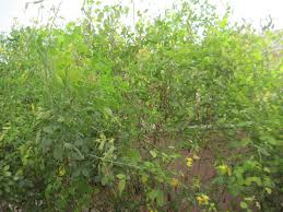 Image result for Crotalaria laburnifolia