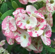 Image result for Euphorbia unicornis
