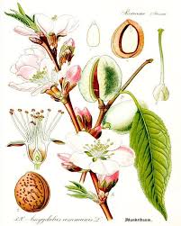 almond botanical print plant illustration 0357 etsy in 2021 botanical illustration vintage antique botanical print botanical drawings